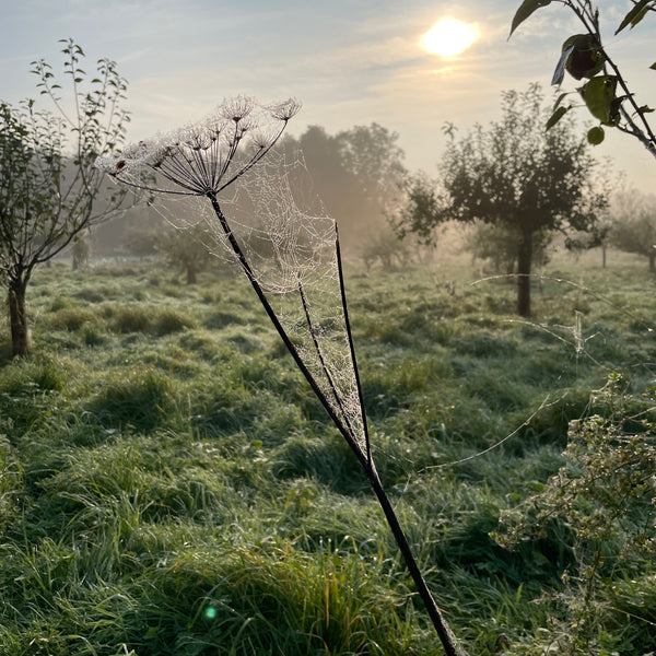 Orchard Picking Days