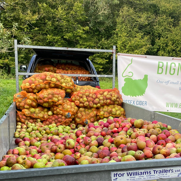 Orchard Picking Days