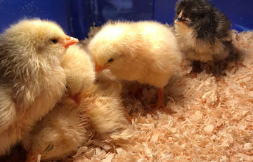 The Chicks Hatch! - Four new tanks opened!