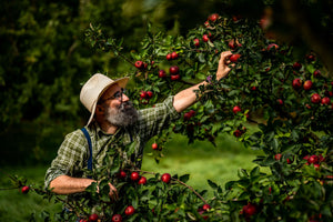 Harvest! - Hunting for Apples
