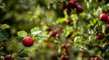 Indian Summer - Apple Appeal - Picking days