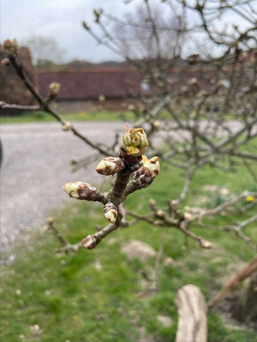 Ahhh! Spring at last