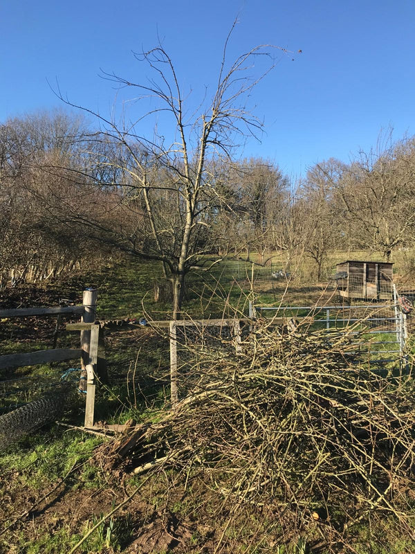 Pruning Course 15th Feb 2025