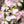 Blossail - April 24th 2027