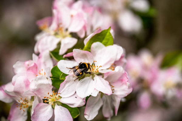 Blossail - April 24th 2027
