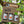 Three bottles of Sussex cider in a cardboard box with a bottle opener, surrounded by greenery.