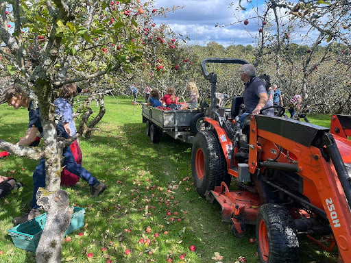 From Branch to Bottle - an Introduction to Cider Making