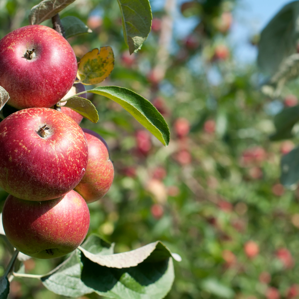 From Branch to Bottle - an Introduction to Cider Making