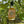 Shrub Collection - Hedgerow and Apple Non-Alcoholic Aperitivos