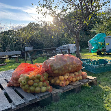 From Branch to Bottle - an Introduction to Cider Making